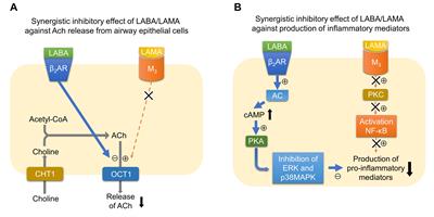 The Cholinergic Pathways in Inflammation: A Potential Pharmacotherapeutic Target for COPD